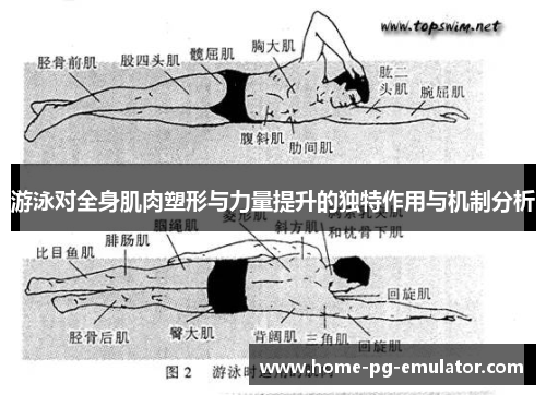 游泳对全身肌肉塑形与力量提升的独特作用与机制分析